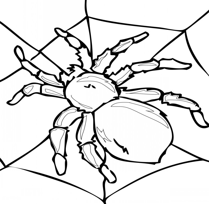 Uncolored taranrula spider hanging on net tattoo design