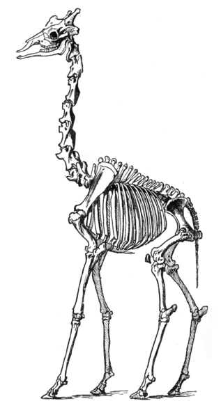 Uncolored walking giraffe skeleton tattoo design