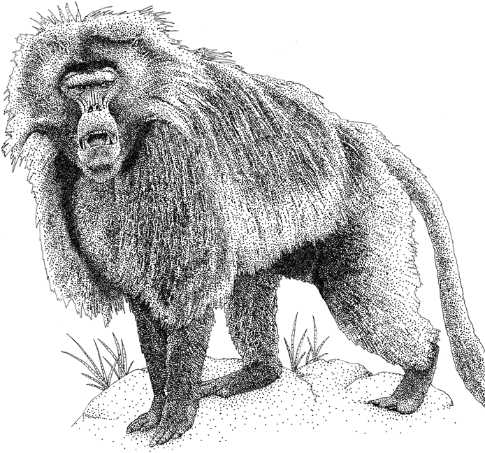 Unpleased grey-ink fluffy standing baboon tattoo design