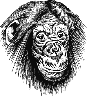 Unusual black-ink heared chimpanzee head tattoo design
