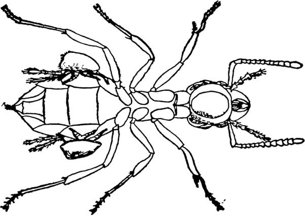 Usual black-and-white ant tattoo design