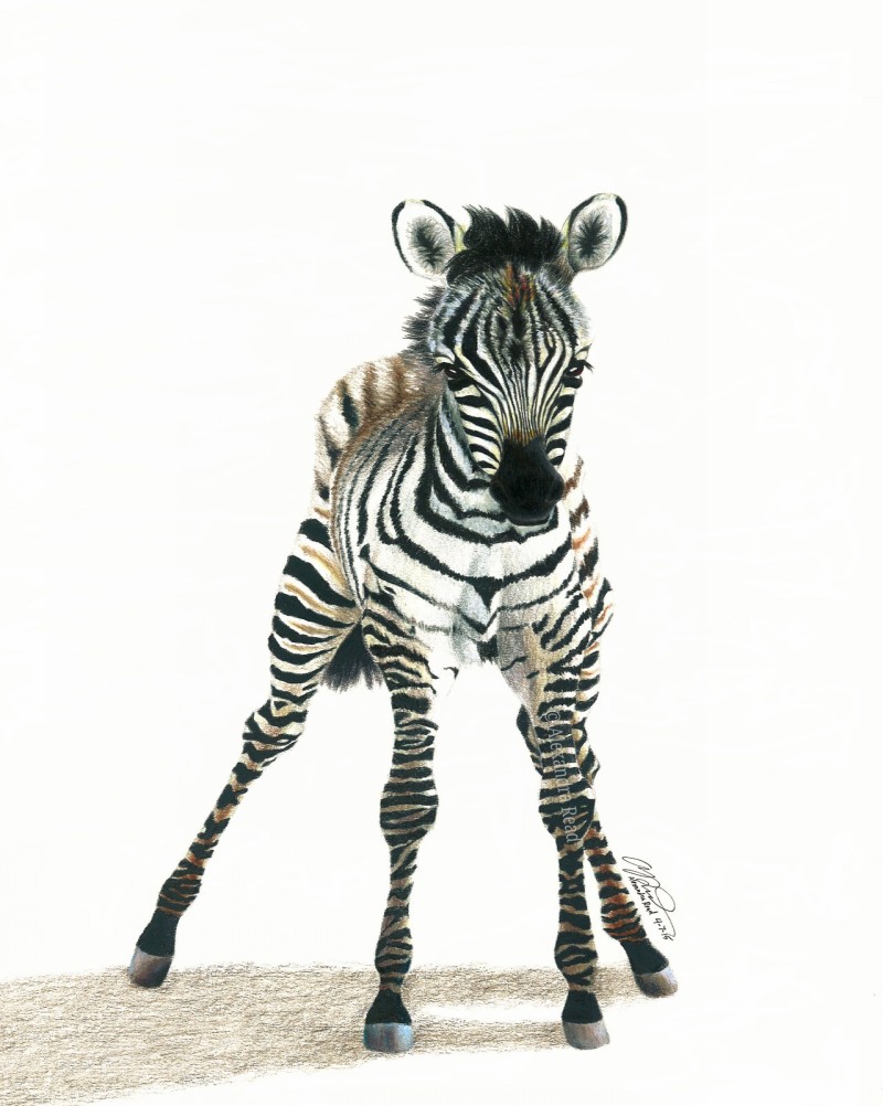 Weak zebra baby standing on thin legs tattoo design by Drawerfun