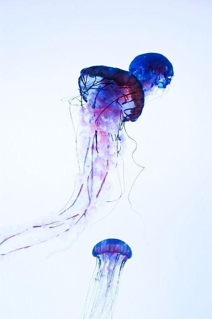 Weightless blue jellyfish trio tattoo design