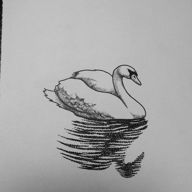 White dotwork swan with black reflection tattoo design