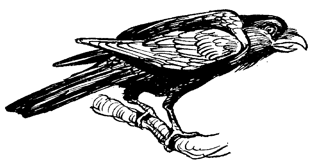 Wonderful big black-line raven tattoo design