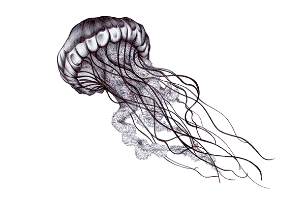 Wonderful black-and-white jellyfish tattoo design