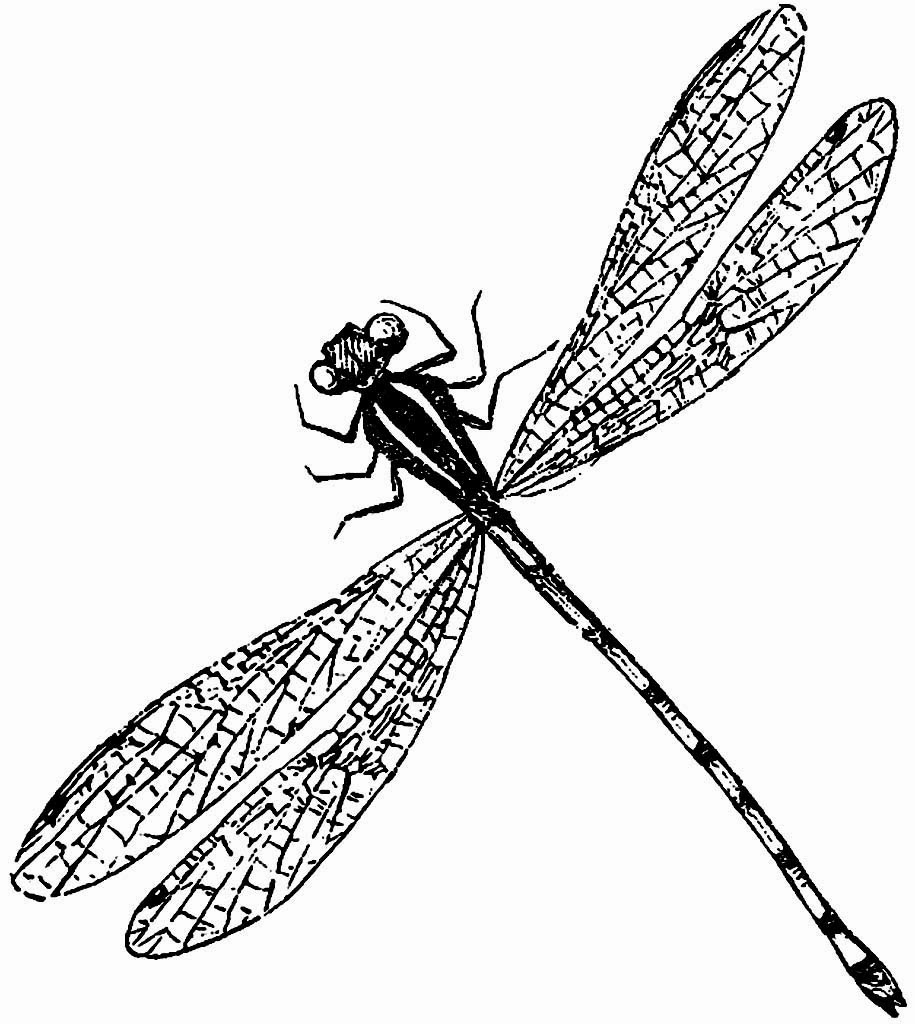 Wonderful black-line dragonfly tattoo design