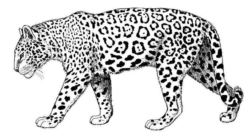 Wonderful calm walking jaguar tattoo design