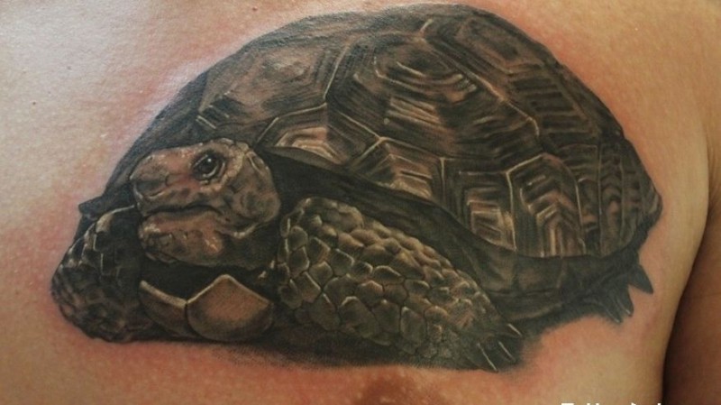 Amazing detailed turtle tattoo on chest