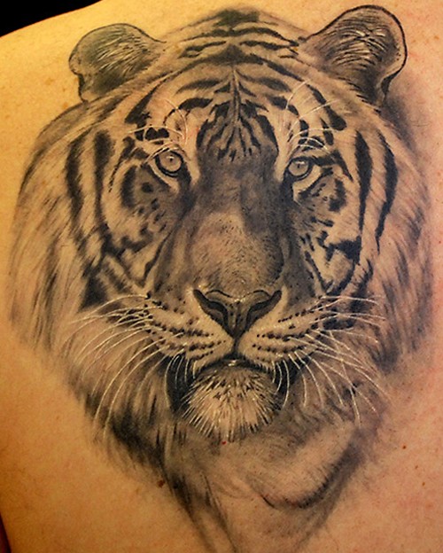Amazing gray ink tiger tattoo on back shoulder