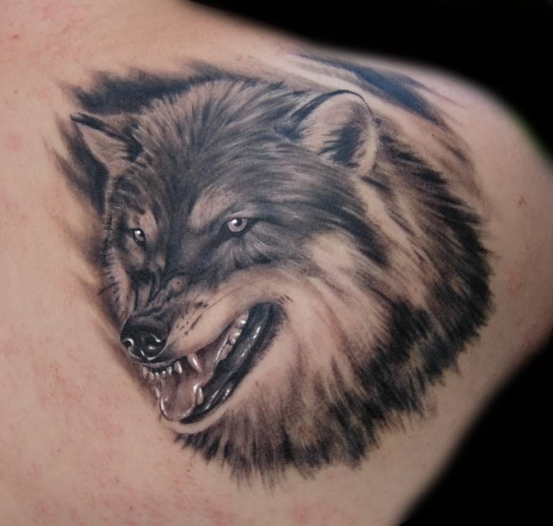 Angry gray ink wolf tattoo on right back shoulder