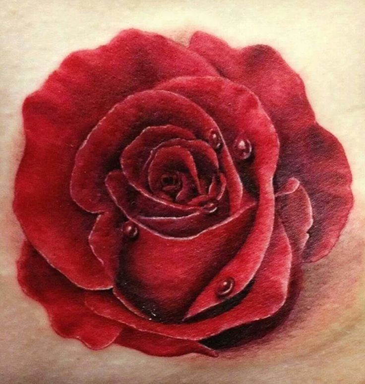 Tatuaggio realistico la rosa rossa con la rugiada