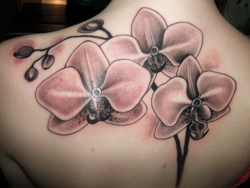 Tatuaje en la espalda, orquídeas elegantes, colores apagados