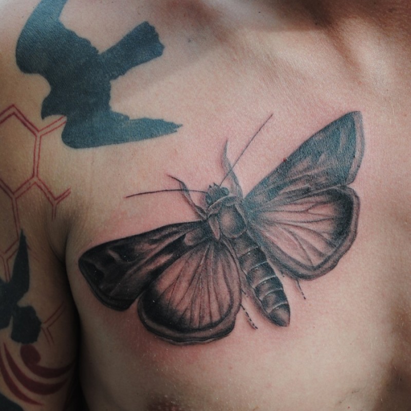 Black and gray style very detailed chest tattoo of big butterfly