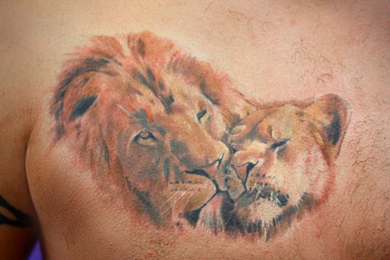 Tatuaggio colorato sul petto il sentimento tra leone e leonessa