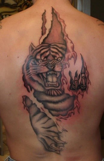 Coloured tiger under skin rip tattoo on back