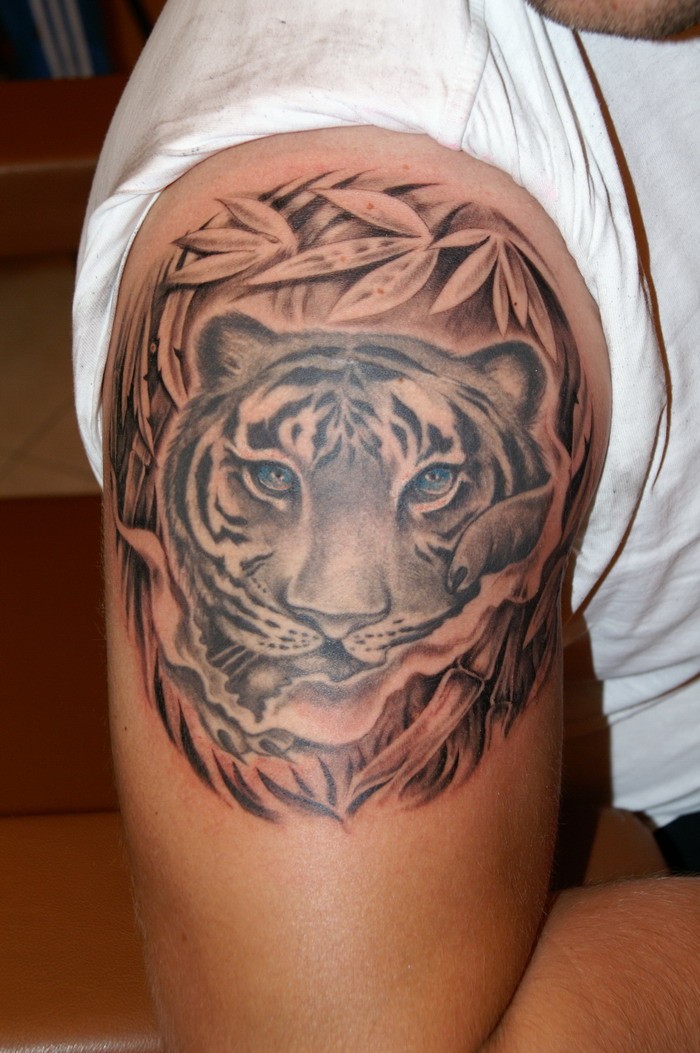 Cute designed and colored wonderful blue eyed tiger tattoo on shoulder