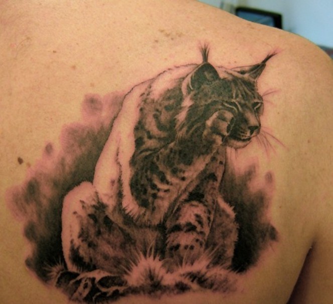 Cute lynx at rest tattoo on shoulder blade