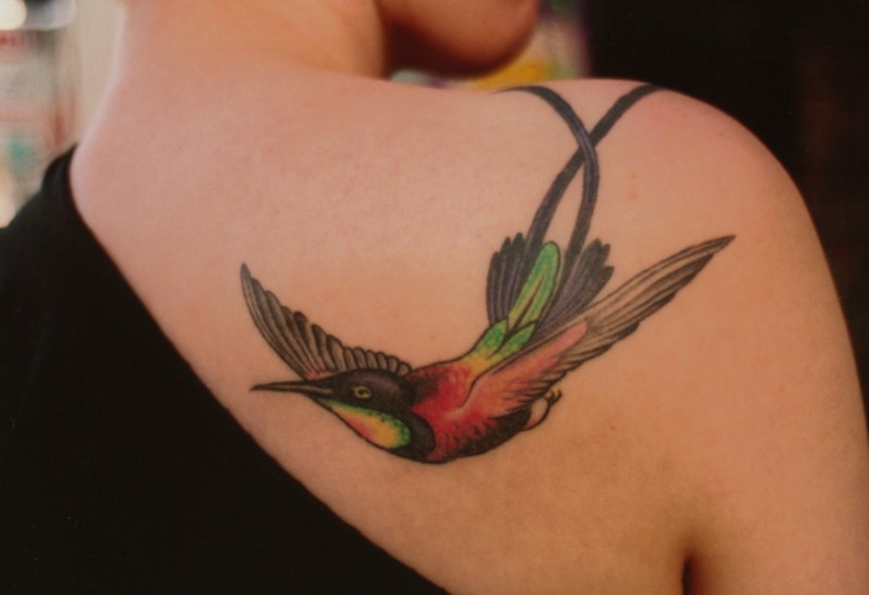 Bunter Flug des  Kolibris an der Schulter