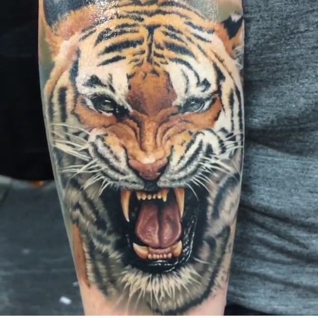 Herrliches sehr detailliertes naturfarbenes Unterarm Tattoo  mit brüllendem Tiger