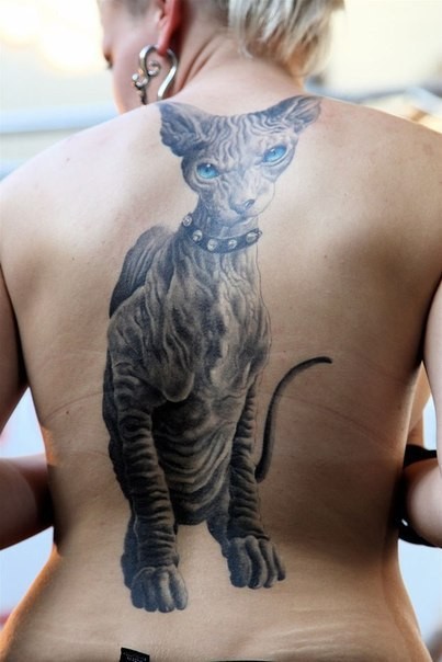 Tatuaje en la espalda,  gato Sphynx espectacular muy realista