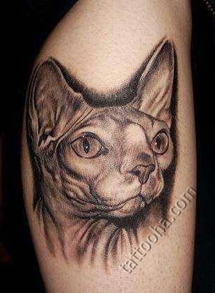 Natürlich aussehendes sehr detailliertes Arm Tattoo von Sphynx Katze