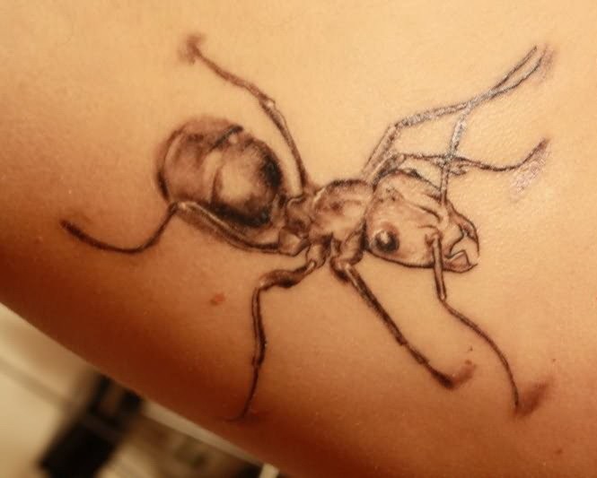 Nice gray-ink ant tattoo for girls