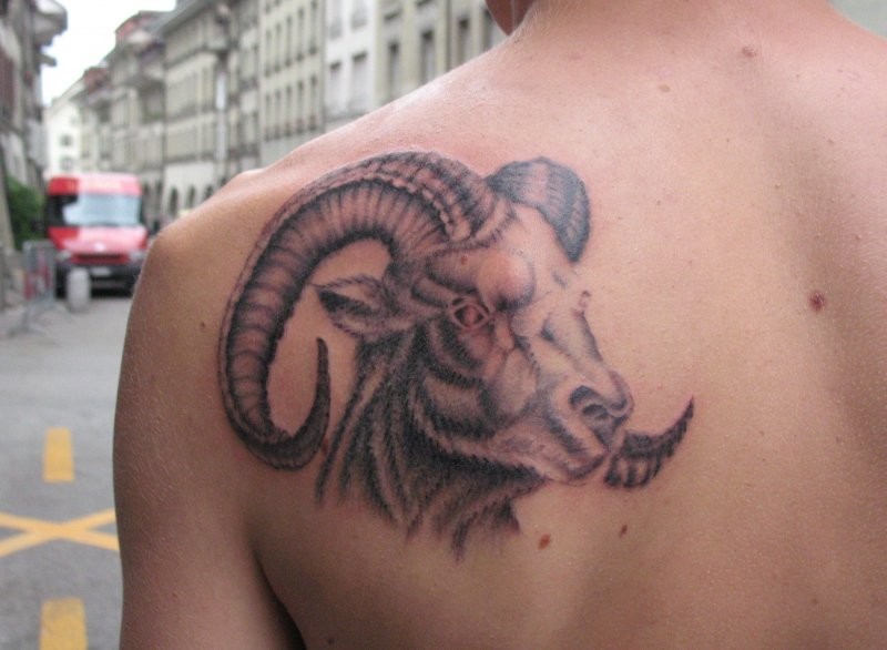 Nice ink ram tattoo on back