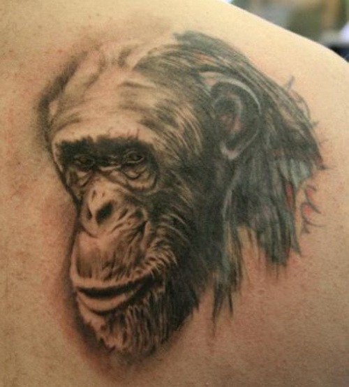 vecchio inchiostro grigio testa scimpanze` tatuaggio su scapola