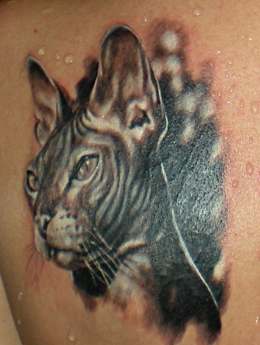 Realistic 3d portrait of a sphinx cat tattoo