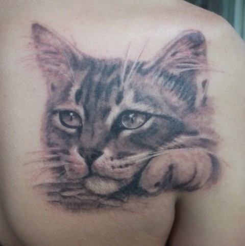 Sad cat tattoo on shoulder blade
