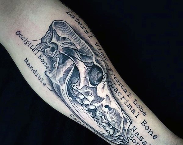 Scientific style black and white big animal skull with lettering tattoo on arm