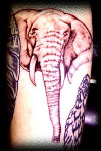 La tête d’éléphant le tatouage réaliste