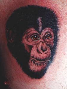 La testa di Bimbo della gorilla tatuata
