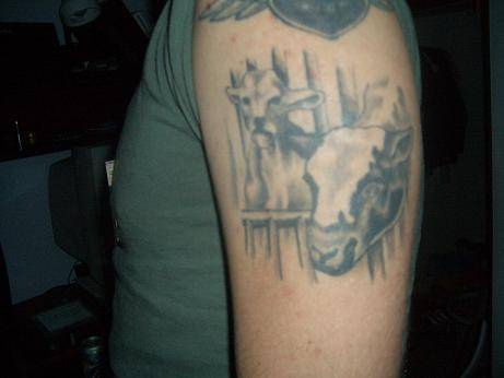 Realistic bull tattoo on arm
