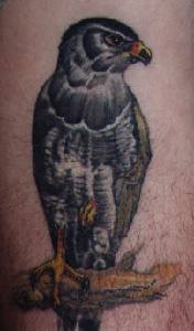 realistico falco sul albero tatuaggio