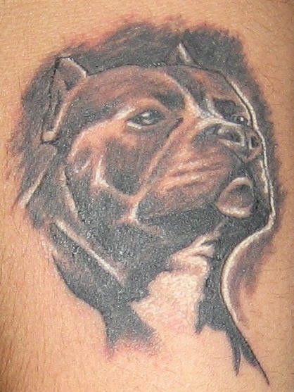 testa di pitbull inchiostro nero tatuaggio