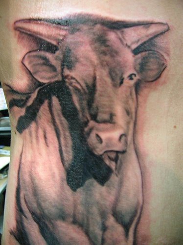 Domestic bull tattoo in black