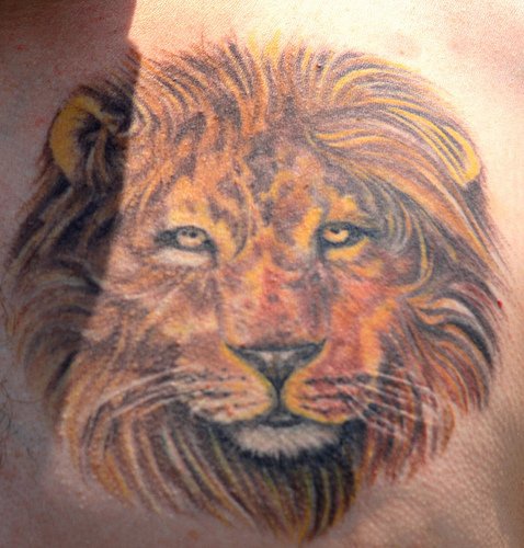 Lion le tatouage sur la poitrine