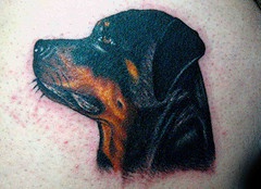 Realistic rottweiler dog tattoo