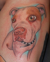 Coloured spotty pit bull terrier tattoo