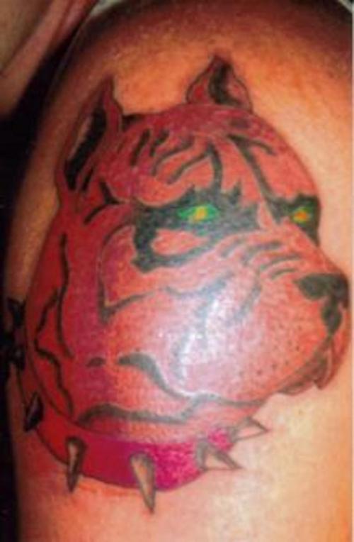 tatuaje de pitbull rojo terrier con collar de espinas