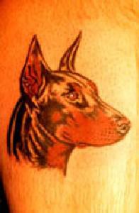 maestoso cane dberman tatuaggio