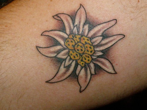 Accurate little beautiful chamomile forearm tattoo