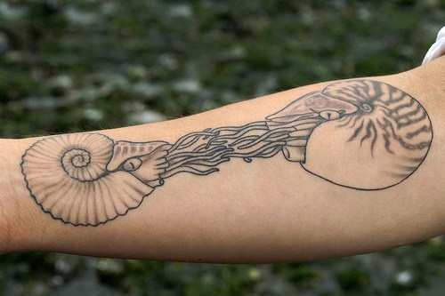 Alcune varietà di conchiglie tatuate sul braccio