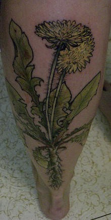 Leg tattoo picture, beautiful plant, two dandelions