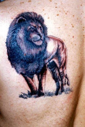 Old male lion tattoo