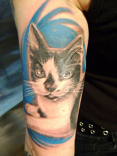 el tatuaje de un gato realista en el fondo de color azul hecho en el brazo