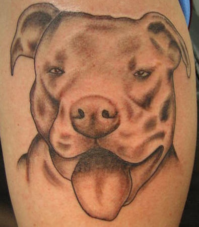 Pit bull dog tattoo