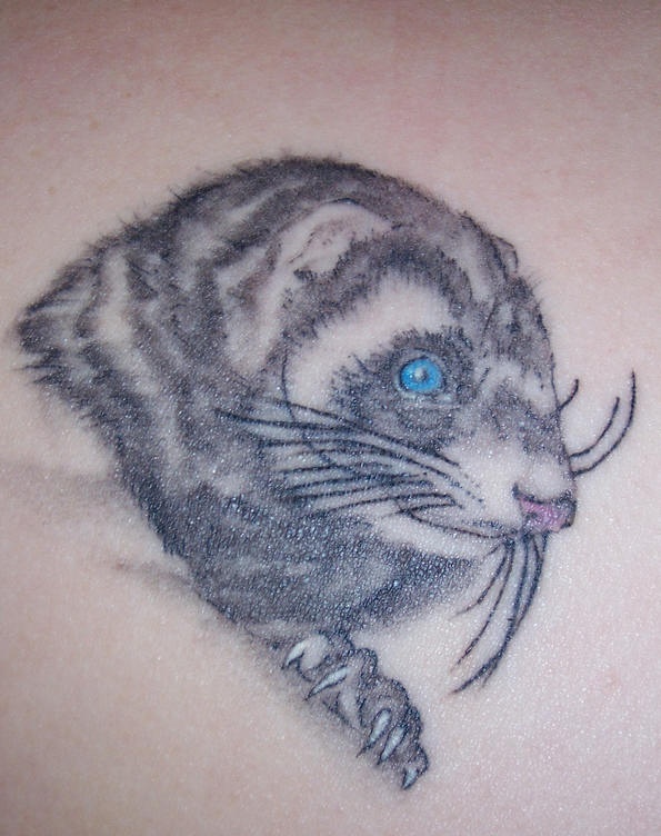 Pequeña mustela con ojos azules tatuaje en tinta gris